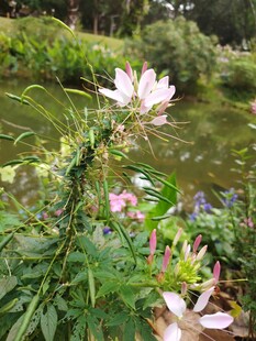 池塘边绽放的美丽花卉