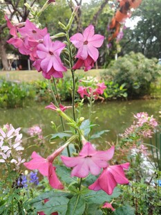 花园中的多彩花卉绽放