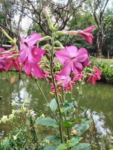 溪边绽放的艳丽粉色花朵