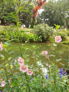 湖畔繁花绽放的美丽景致