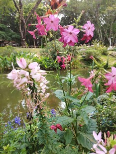 花园中的多彩花卉绽放