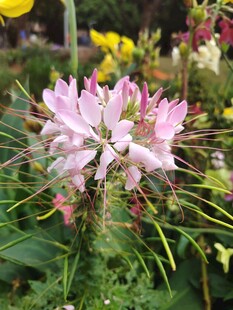 粉色娇美花朵绽放