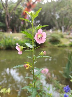 溪边绽放的娇艳花卉