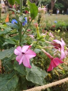 花园中绽放的美丽粉色花朵
