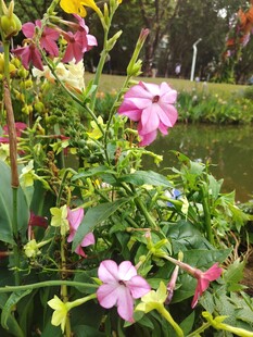 湖畔缤纷绽放的娇艳花朵