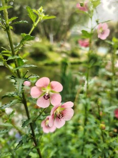 粉色小花绽放于绿意间