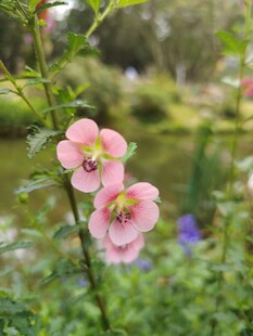 粉色花朵绽放于绿植间
