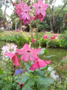 娇艳花丛中的美丽景致