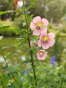 溪边绽放的粉嫩花朵