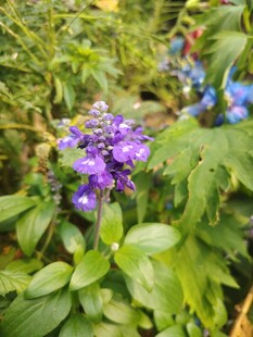 紫色花卉绽放于绿叶间