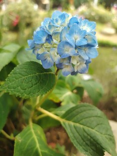 蓝色绣球花特写