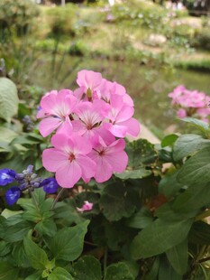 娇艳粉色天竺葵绽放