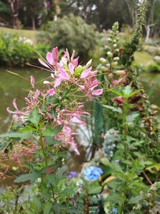 溪边绽放的粉色美丽花卉