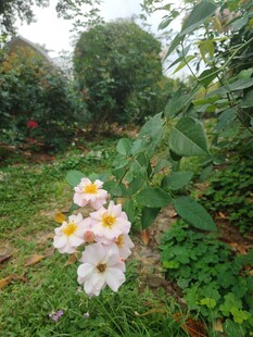 绽放的粉色花朵于绿意间