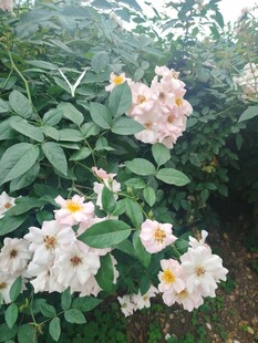 盛开的粉色蔷薇花