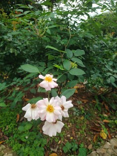 野外绽放的白色花朵