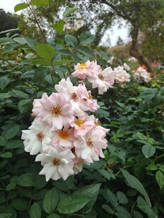 粉色蔷薇绽放于绿叶间