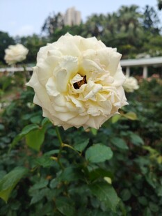 盛开白玫瑰中的蜜蜂