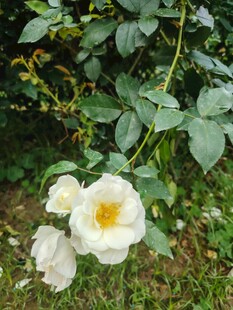 白色野蔷薇绽放于绿叶间