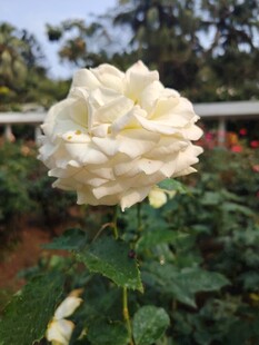 白玫瑰绽放于绿意之中