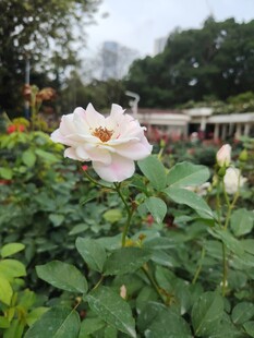 娇艳绽放的花园粉色玫瑰