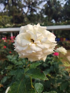 白色娇艳月季花