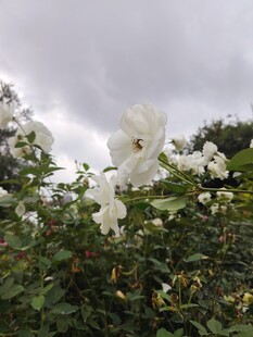 白色花朵绽放于绿叶间