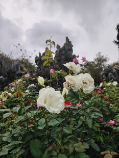 花园中的多彩盛放玫瑰