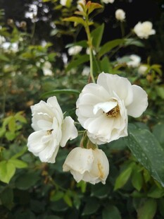 白色凤仙花绽放