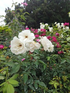 盛放的多彩玫瑰花丛