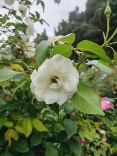 绽放的白色蔷薇