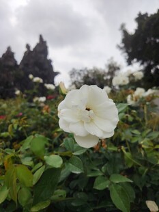 白色蔷薇绽放于花丛中