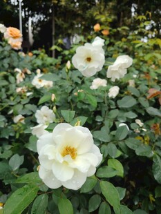 白色蔷薇绽放绿意间