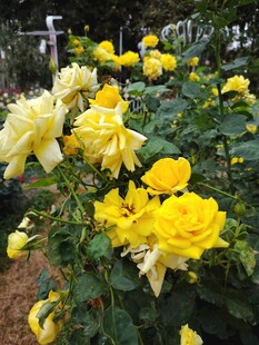 月季花