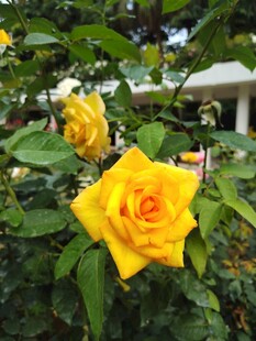 娇艳黄玫瑰于绿叶丛中