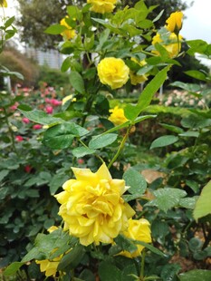 黄蔷薇绽放于绿意间