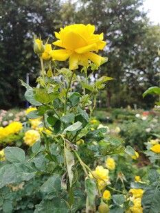 金黄灿烂的美丽花卉绽放