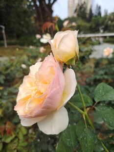 娇艳双色玫瑰绽放