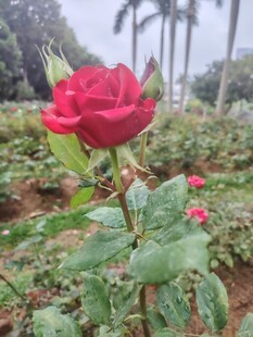 娇艳红玫瑰绽放于花园