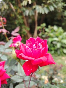 娇艳红玫瑰绽放于绿植间