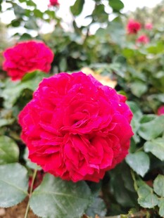 娇艳盛开的红玫瑰