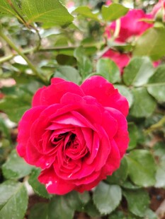 娇艳红玫瑰绽放