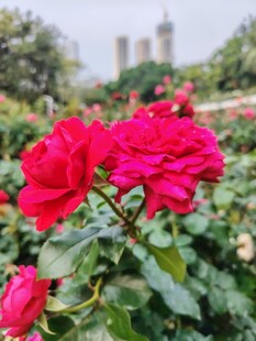 娇艳红玫瑰绽放于花丛