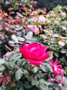 娇艳红玫瑰绽放花丛中