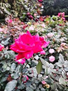 娇艳红玫瑰绽放于绿叶间