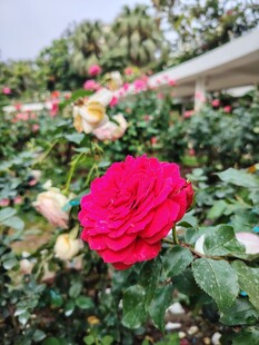 娇艳红玫瑰绽放花丛中