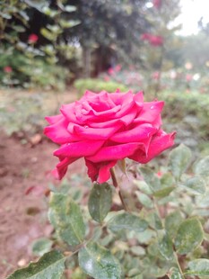 娇艳红玫瑰绽放于绿植间