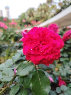 娇艳盛开的红玫瑰