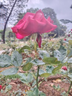 雨中娇艳红玫瑰