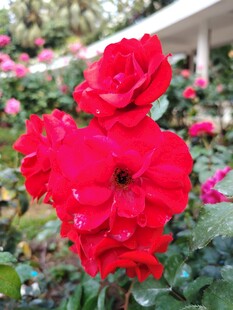 娇艳红玫瑰绽放花丛中